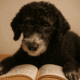 image of dog reading a book