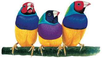 Viewsonic logo of birds